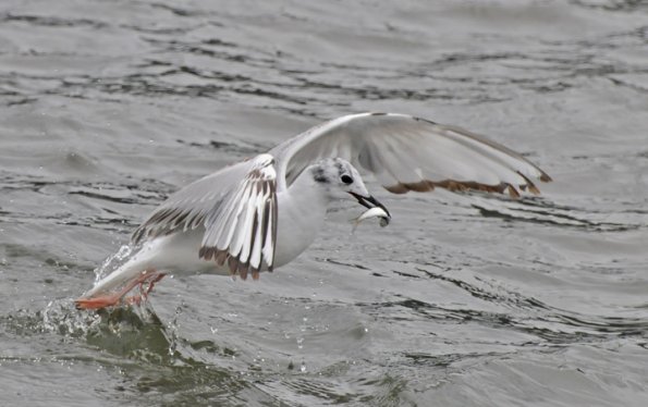 bonaparte-s-gull-immature-with-fish