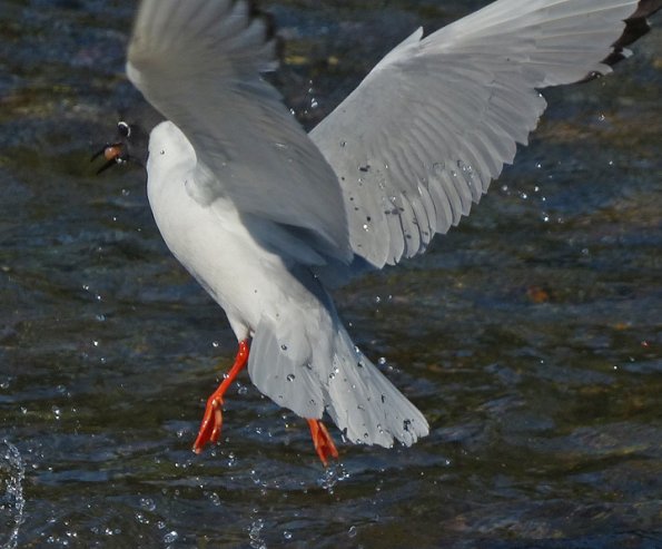 bonaparte-s-gull-with-salmon-egg
