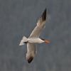 caspian-tern-in-flight