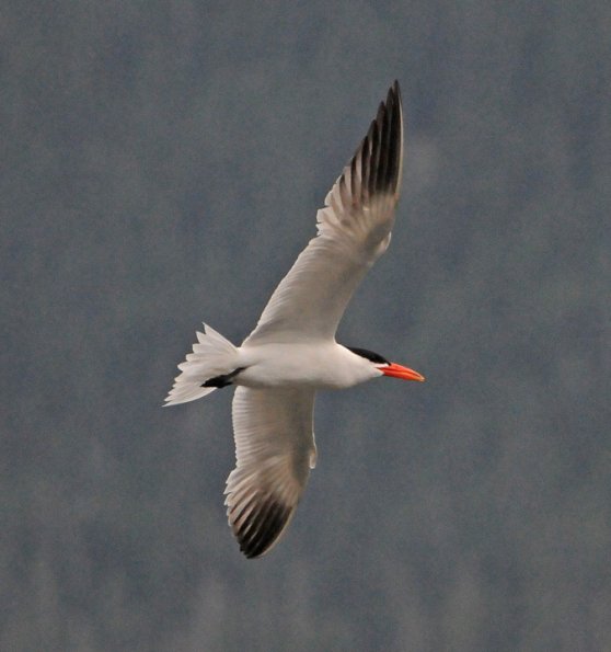 caspian-tern-in-flight