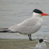 caspian-tern-others-arctic-tern