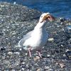 glaucous-winged-gull-attempting-to-swallow-a-starfish