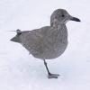 glaucous-winged-gull-first-winter-plumage