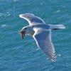 glaucous-winged-gull-in-flight-with-starfish