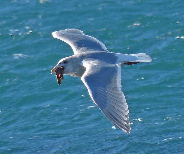 glaucous-winged-gull-in-flight-with-starfish
