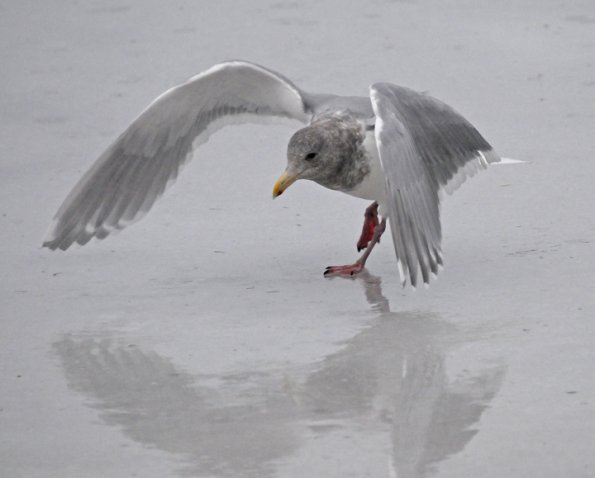 glaucous-winged-gull-on-ice