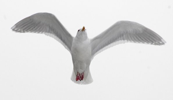 glaucous-winged-gull-on-white