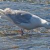 glaucous-winged-gull-removing-eye-from-chum-salmon