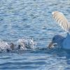 glaucous-winged-gull-taking-food-from-murrelet