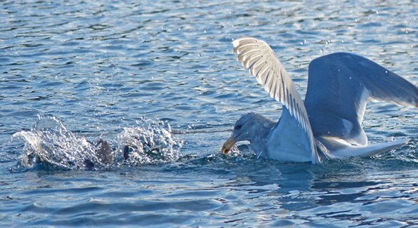 glaucous-winged-gull-taking-food-from-murrelet