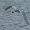 glaucous-winged-gull-with-mussel
