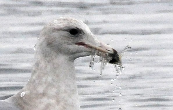 glaucous-winged-gull-with-prey