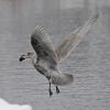 glaucous-winged-gull-with-sea-urchin
