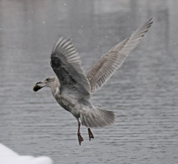 glaucous-winged-gull-with-sea-urchin