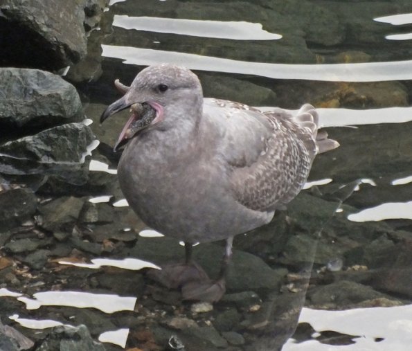 glaucous-winged-gull-with-starfish-2