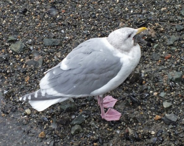 glaucous-winged-gull-with-starfish-a-