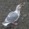 glaucous-winged-gull-with-starfish-b-