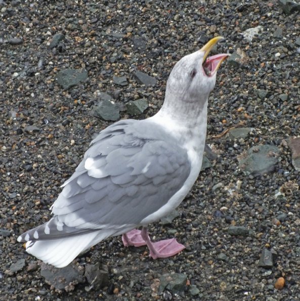 glaucous-winged-gull-with-starfish-b-