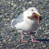 glaucous-winged-gull-with-starfish-c-