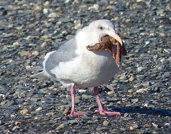 glaucous-winged-gull-with-starfish-c-