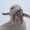 glaucous-winged-gull-with-starfish_1325739401