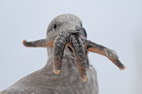 glaucous-winged-gull-with-starfish_1325739401