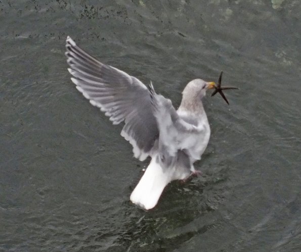glaucous-winged-gull-with-starfish_1329526709