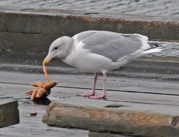 glaucous-winged-gull-with-starfish