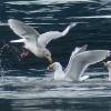 glaucous-winged-gulls-feeding-on-herring