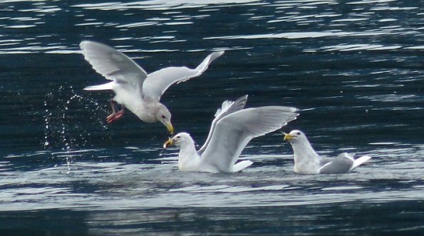 glaucous-winged-gulls-feeding-on-herring