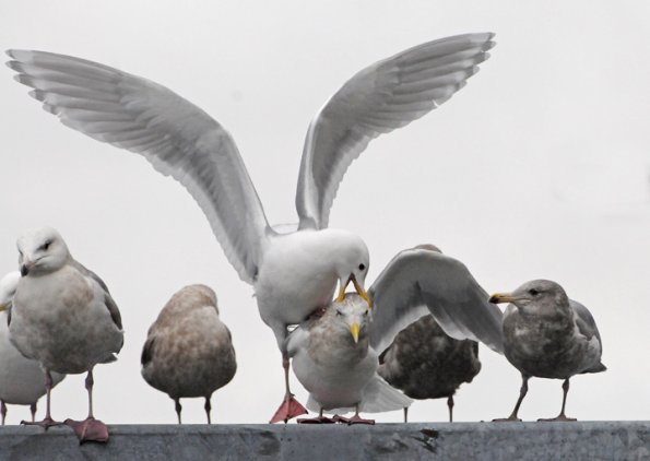 glaucous-winged-gulls-i-want-your-spot