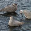 glaucous-winged-gulls-juvenile-and-1st-winter