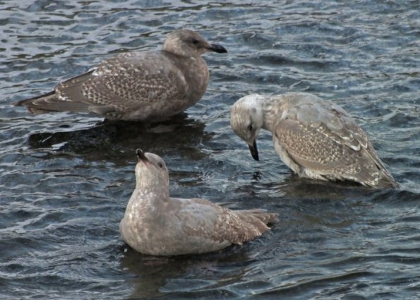 glaucous-winged-gulls-juvenile-and-1st-winter