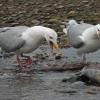 glaucous-winged-gulls-yelling-at-chum-salmon