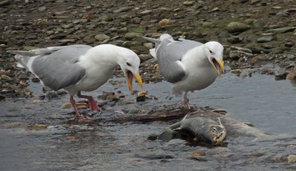 glaucous-winged-gulls-yelling-at-chum-salmon