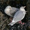 glaucous-winged-gulls
