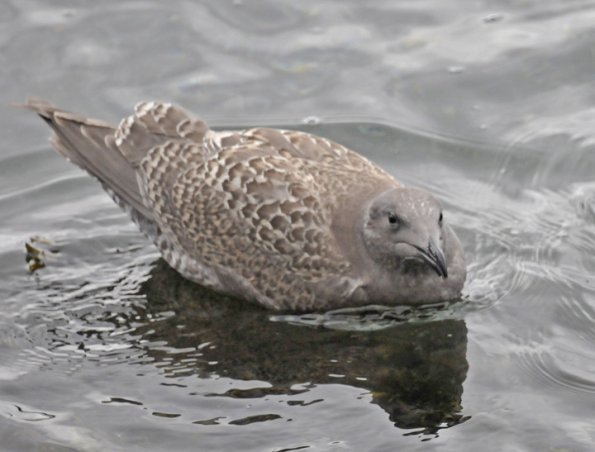 gull-2-washington-oct