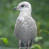 gull-fz1000-iso-3200-800-mm-intelligent-zoom-rain