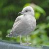 gull-fz1000-iso-800-400-mm-optical-zoom-rain