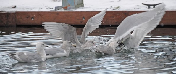 gull-tug-of-war