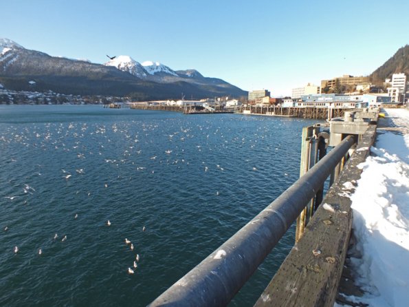 gulls-downtown-juneau-january-17