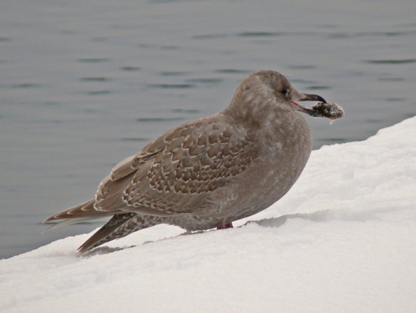 herring-gull-first-winter-with-mussel