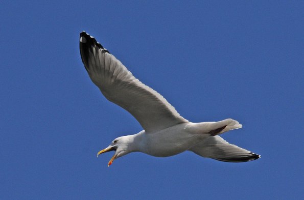 herring-gull-in-flight_1335055193