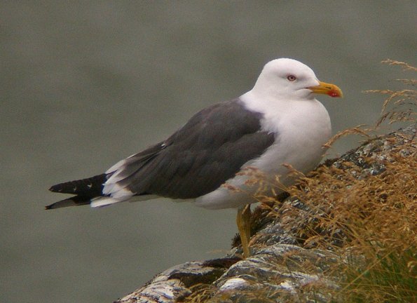 lesser-black-backed-gull-in-juneau