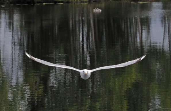 mew-gull-protecting-young