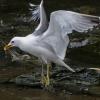 mew-gull-with-chum-salmon-egg