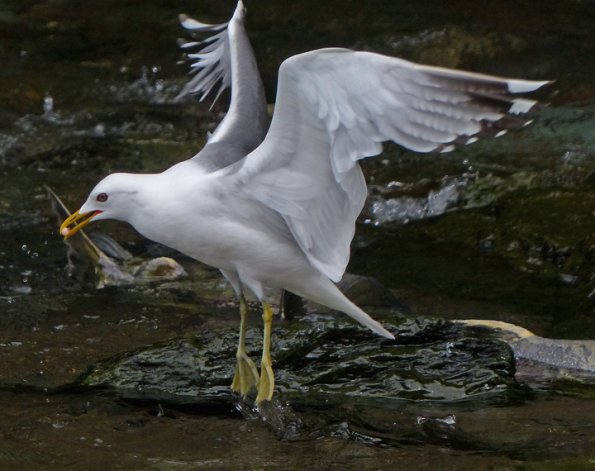mew-gull-with-chum-salmon-egg