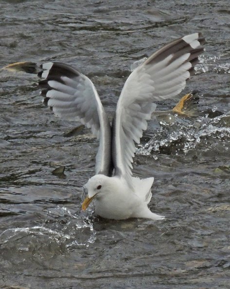 mew-gull-with-salmon-egg