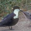 sooty-tern-chick-australia