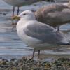thayer-s-gull-adult